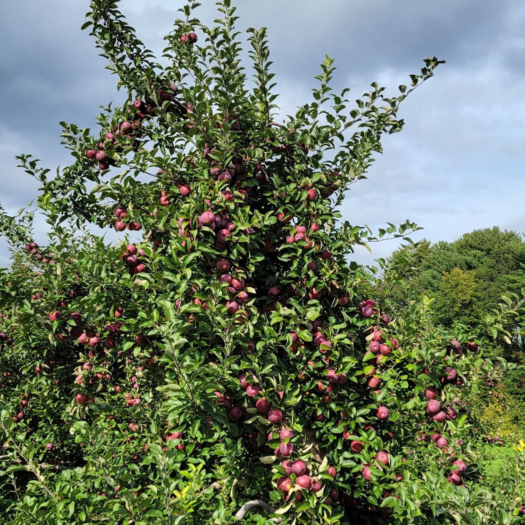 Doe Orchards 1