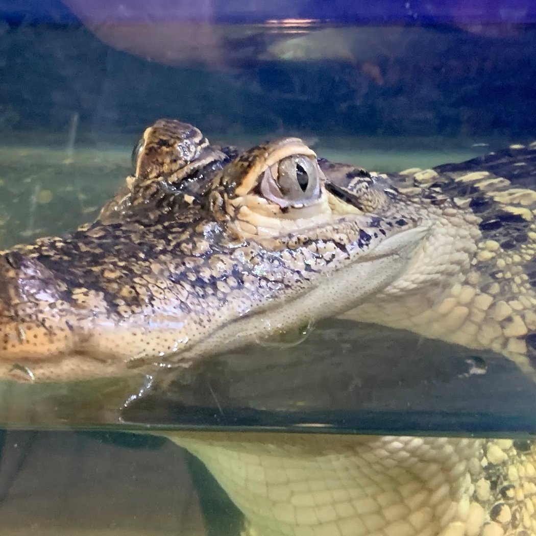 The Wildlife Education and Conservation Center(MUST GET TICKETS THROUGH WEBSITE!) 1