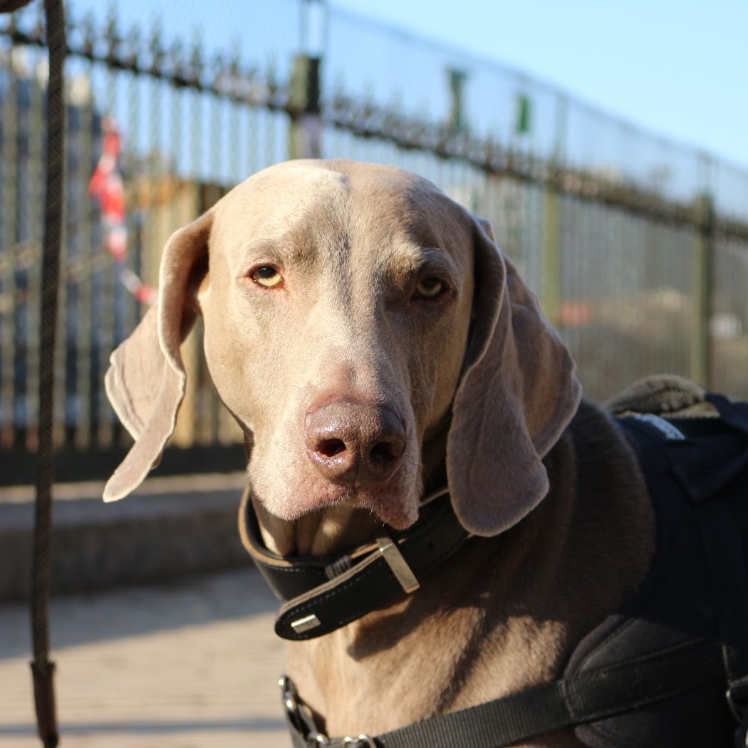 Espace Canin du Square des Batignolles 4
