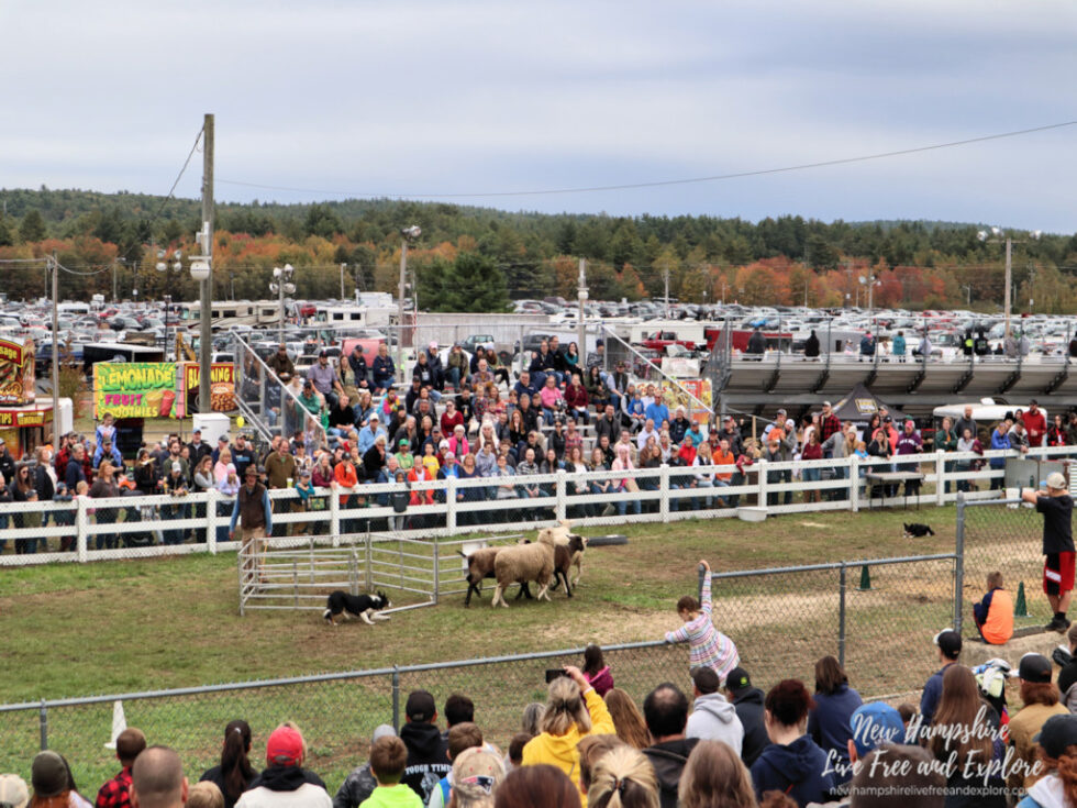 Deerfield Fair 3