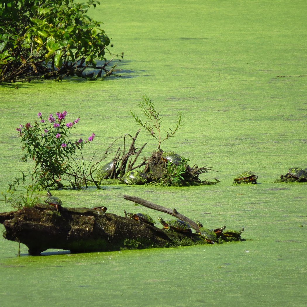 Nyquist-Harcourt Wildlife Sanctuary 1