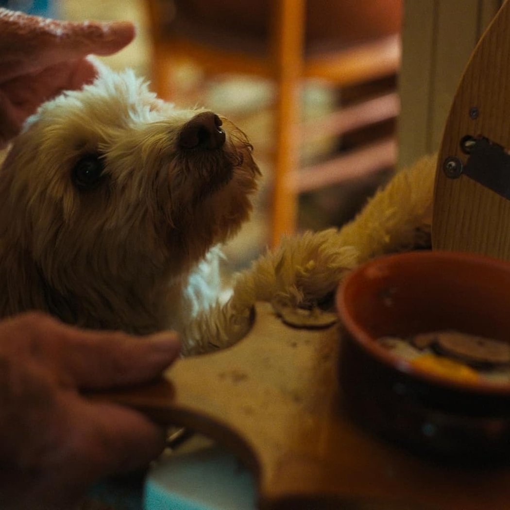 Film, Flavor & Furry Friends 1