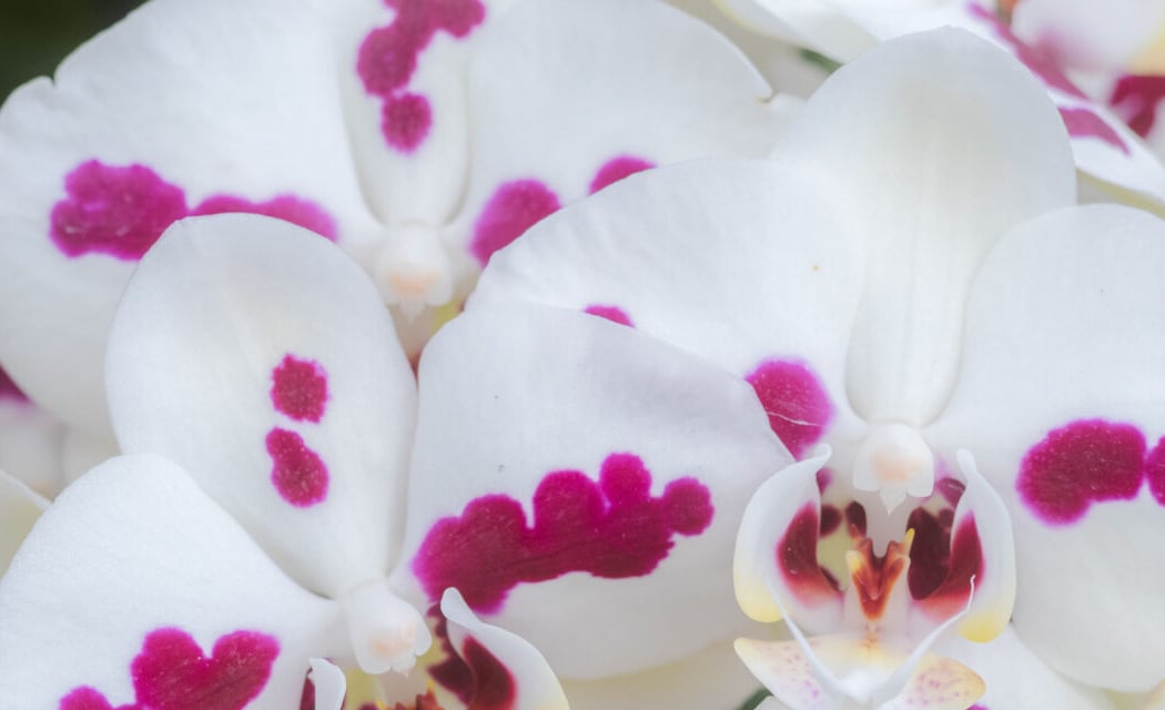 Orchid Basics Q&A 1