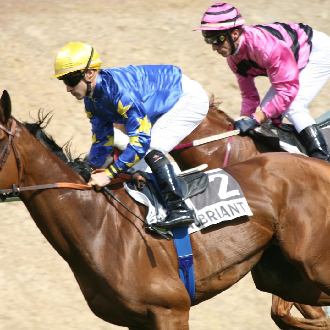 Courses hippiques 1