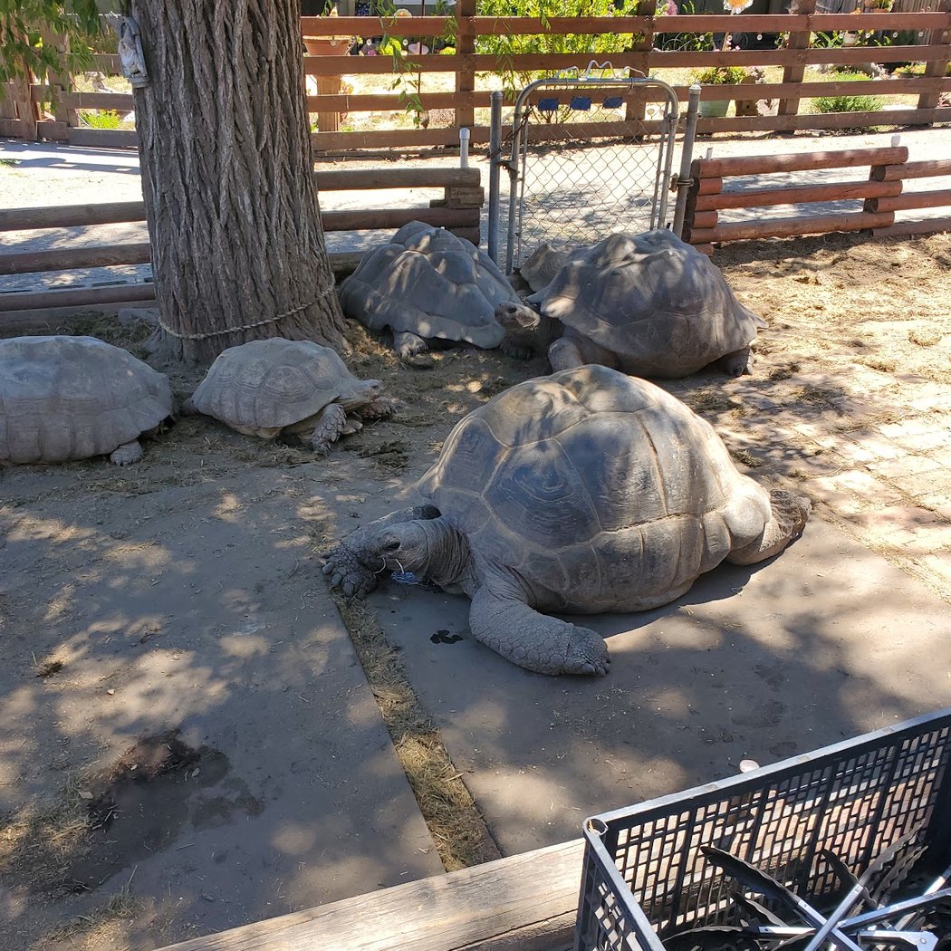 Tortoise Ranch 2