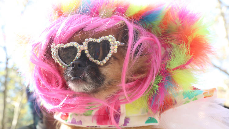 Great Pupkin Dog Costume Contest 3