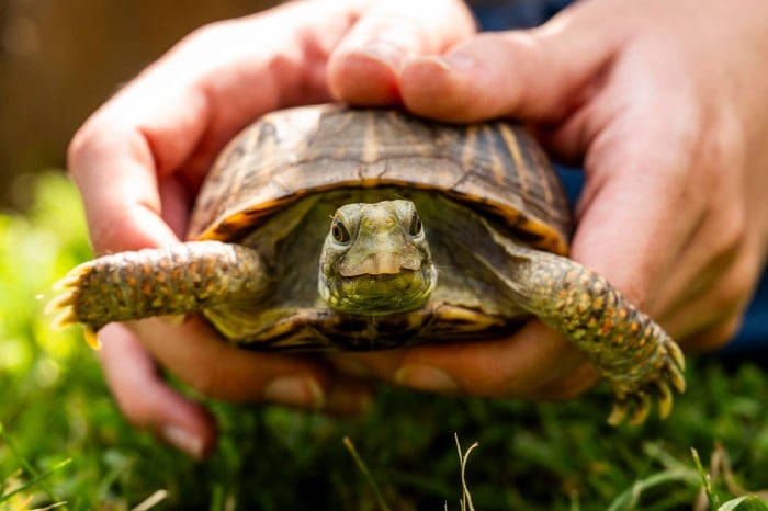 Turtle Trek: Meet and Search for Turtles 1