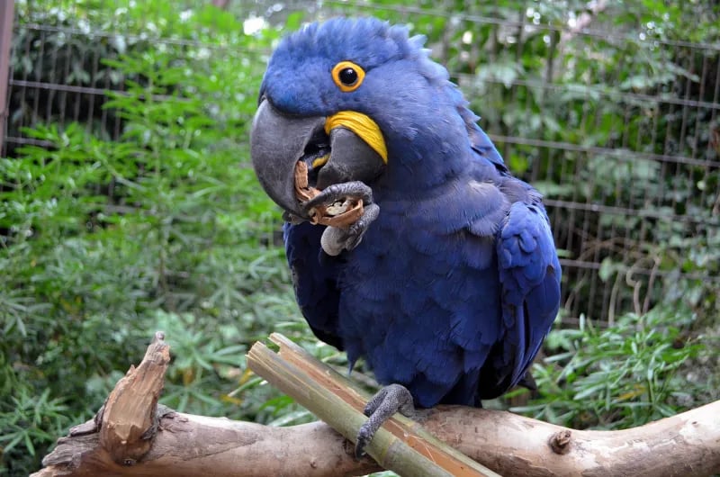 Apprenti soigneur : oiseaux 1