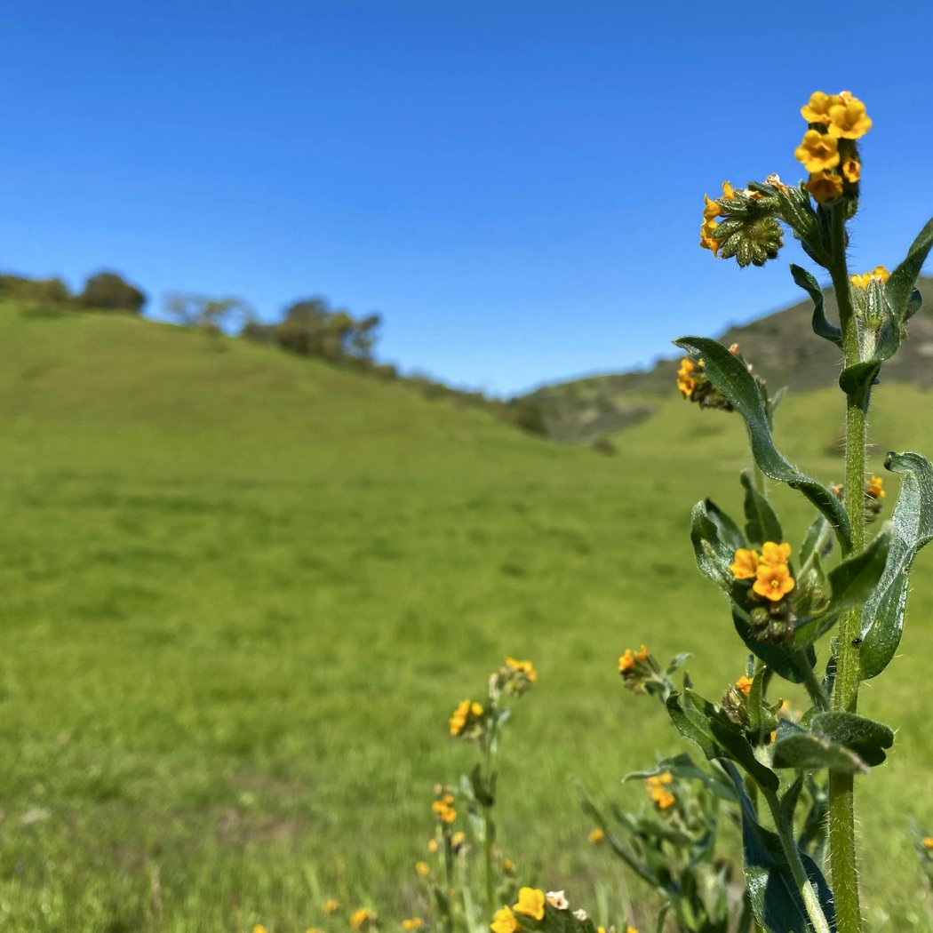 Coyote Valley Open Space Preserve 2