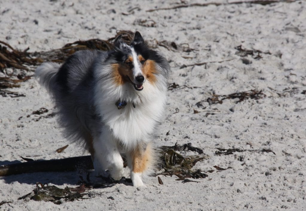 Carmel Beach 4