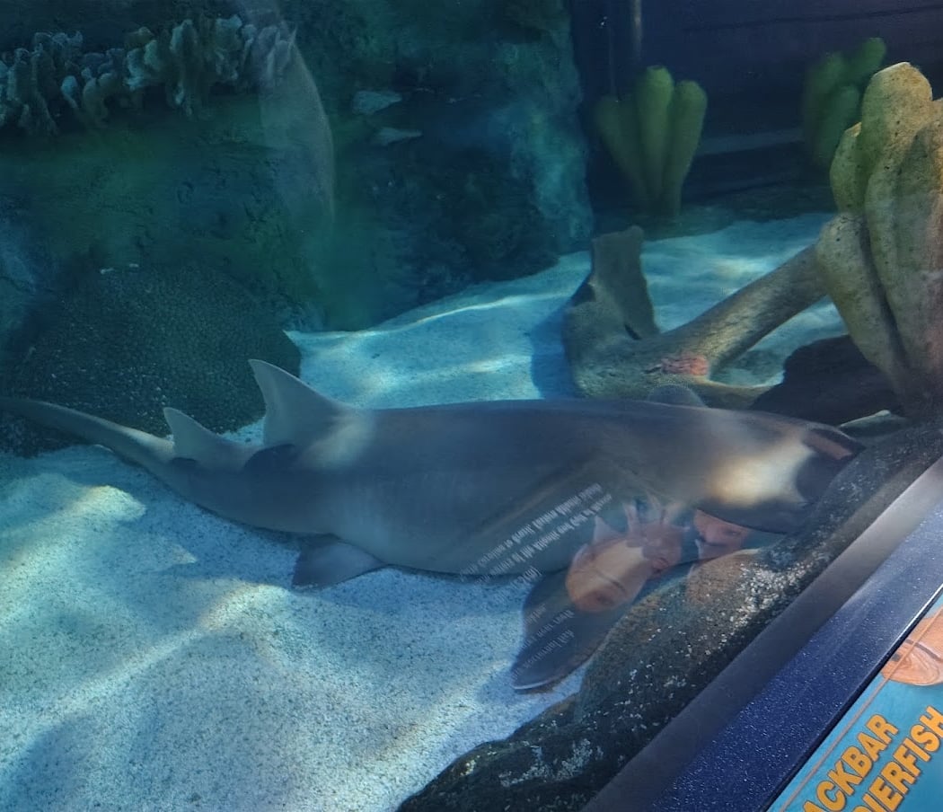 Ripley's Aquarium of Myrtle Beach 4