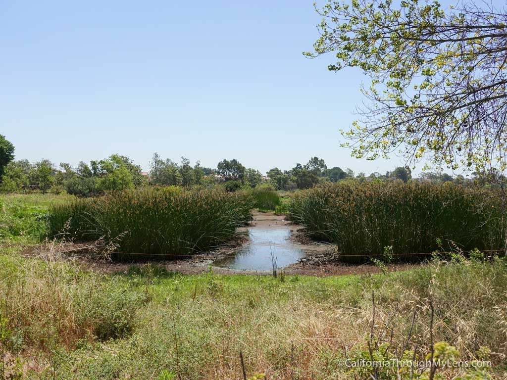 Madrona Marsh Preserve 2