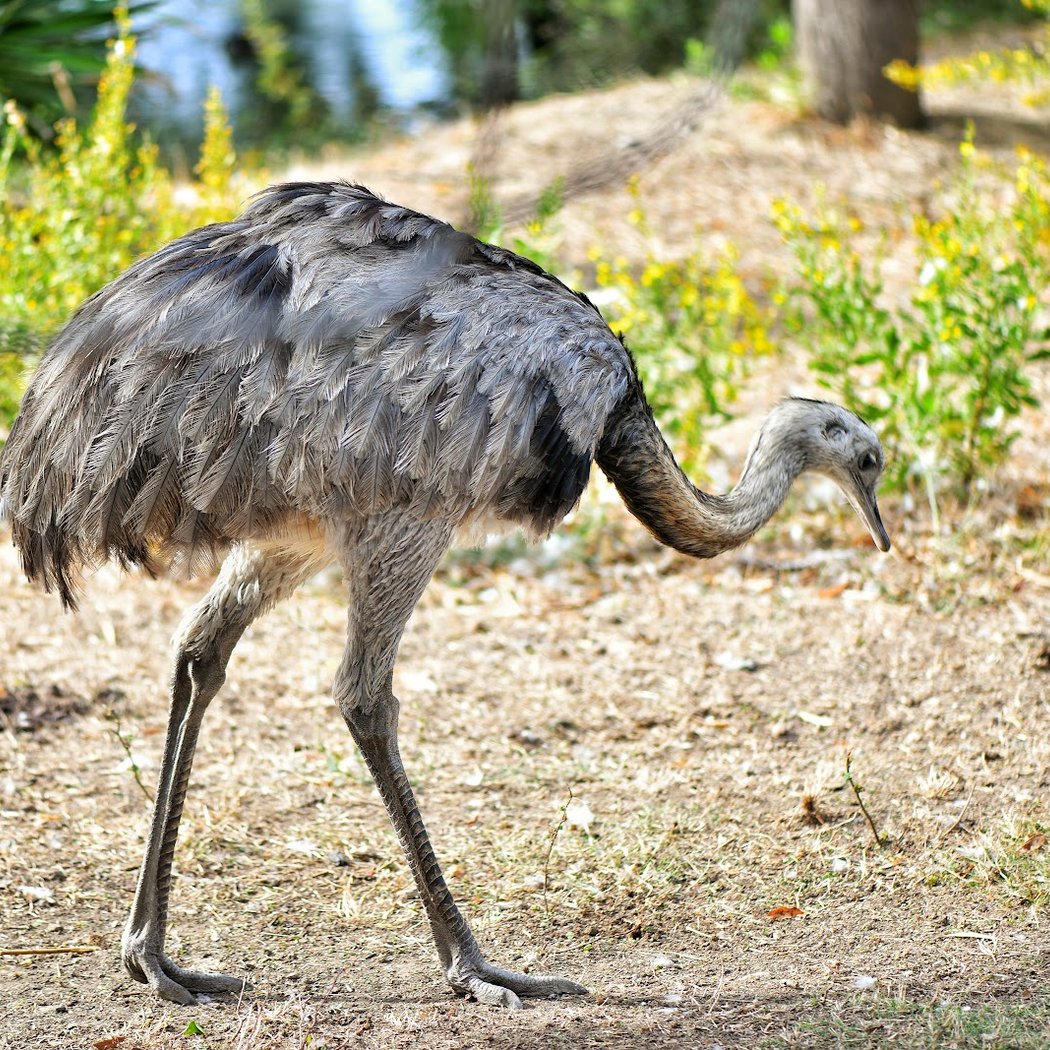 Corsica Zoo 3