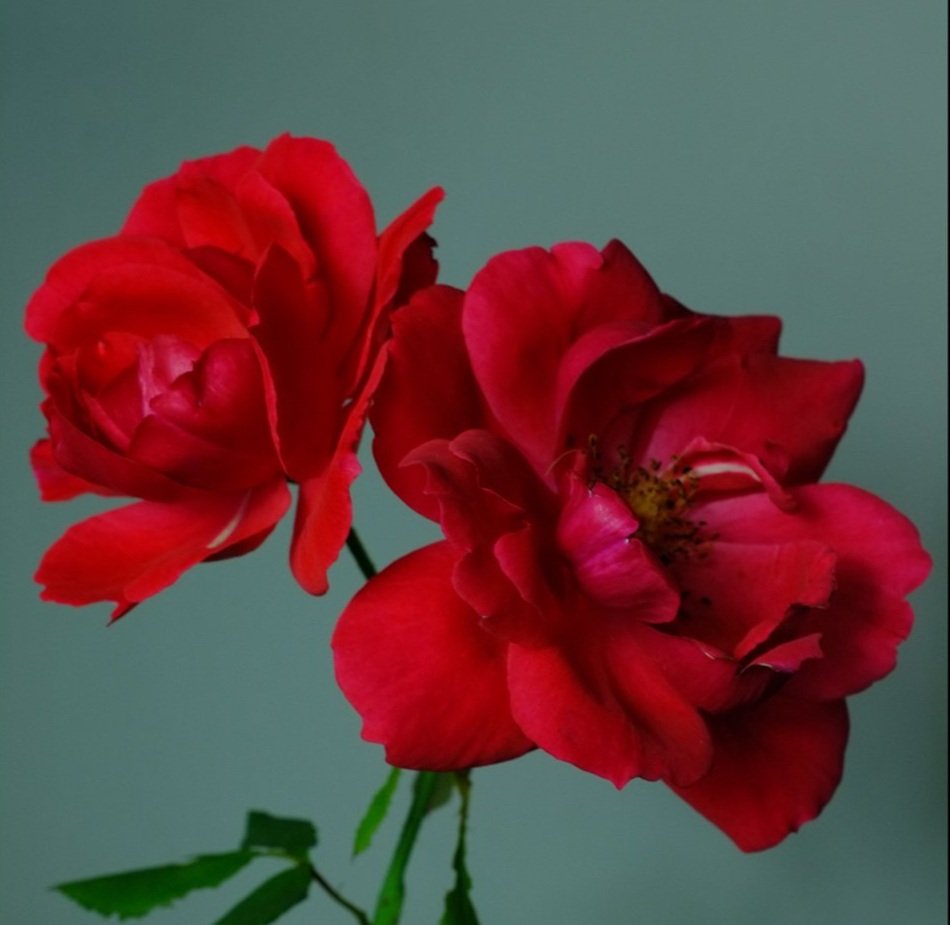 The Rose Garden Conference 1
