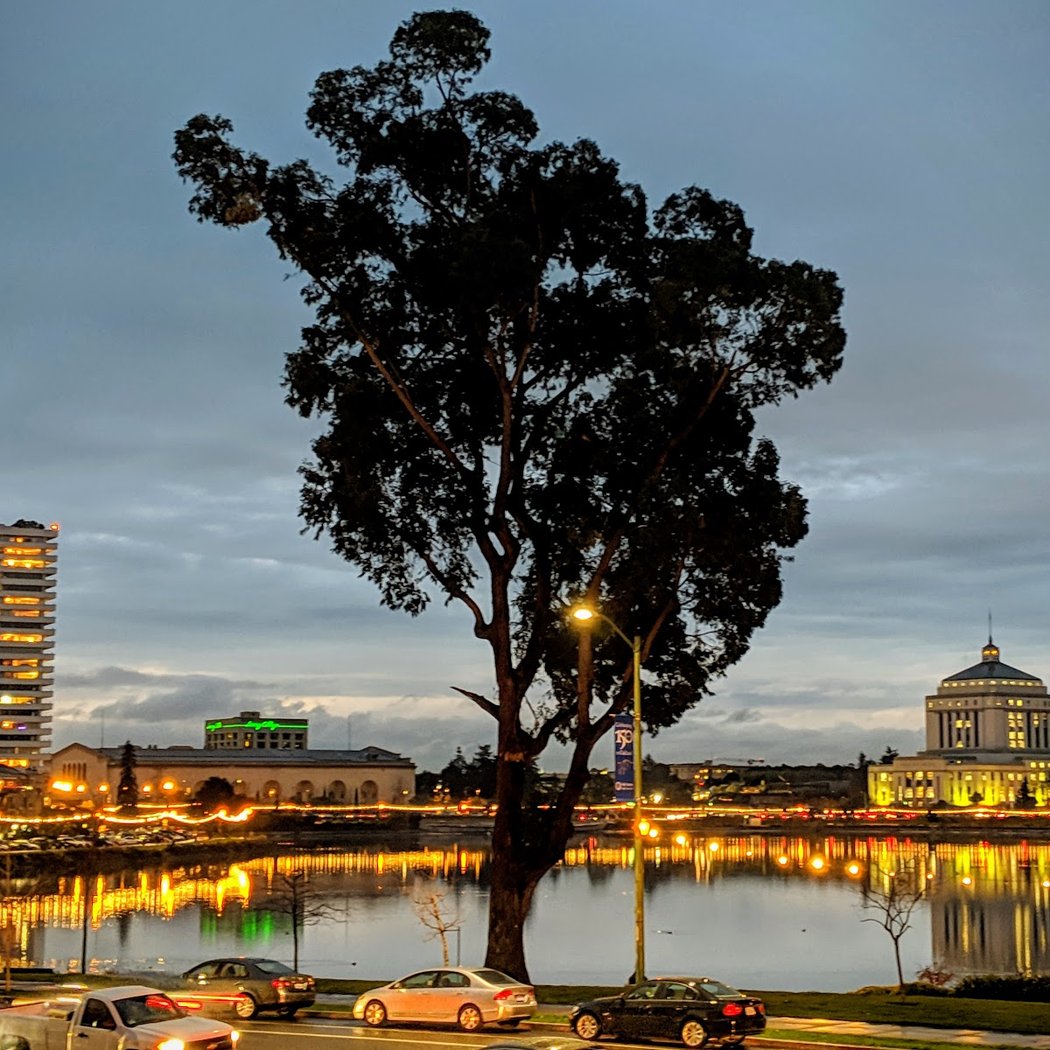 Big Tree 1