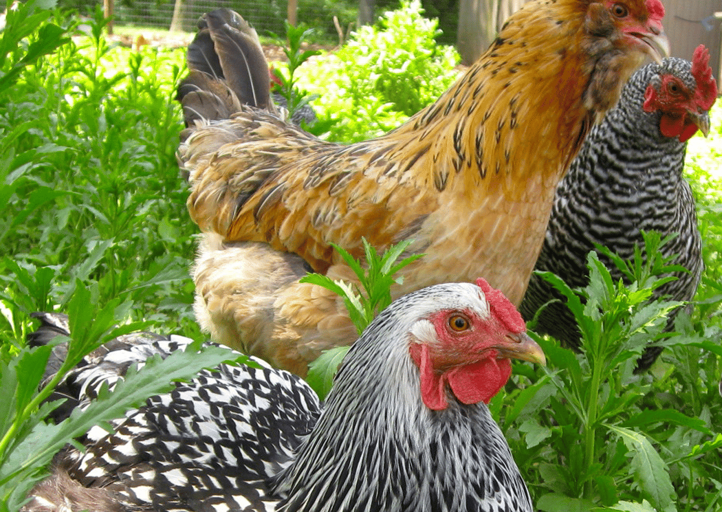 Meet our Animals: Raising your Backyard Hens 1
