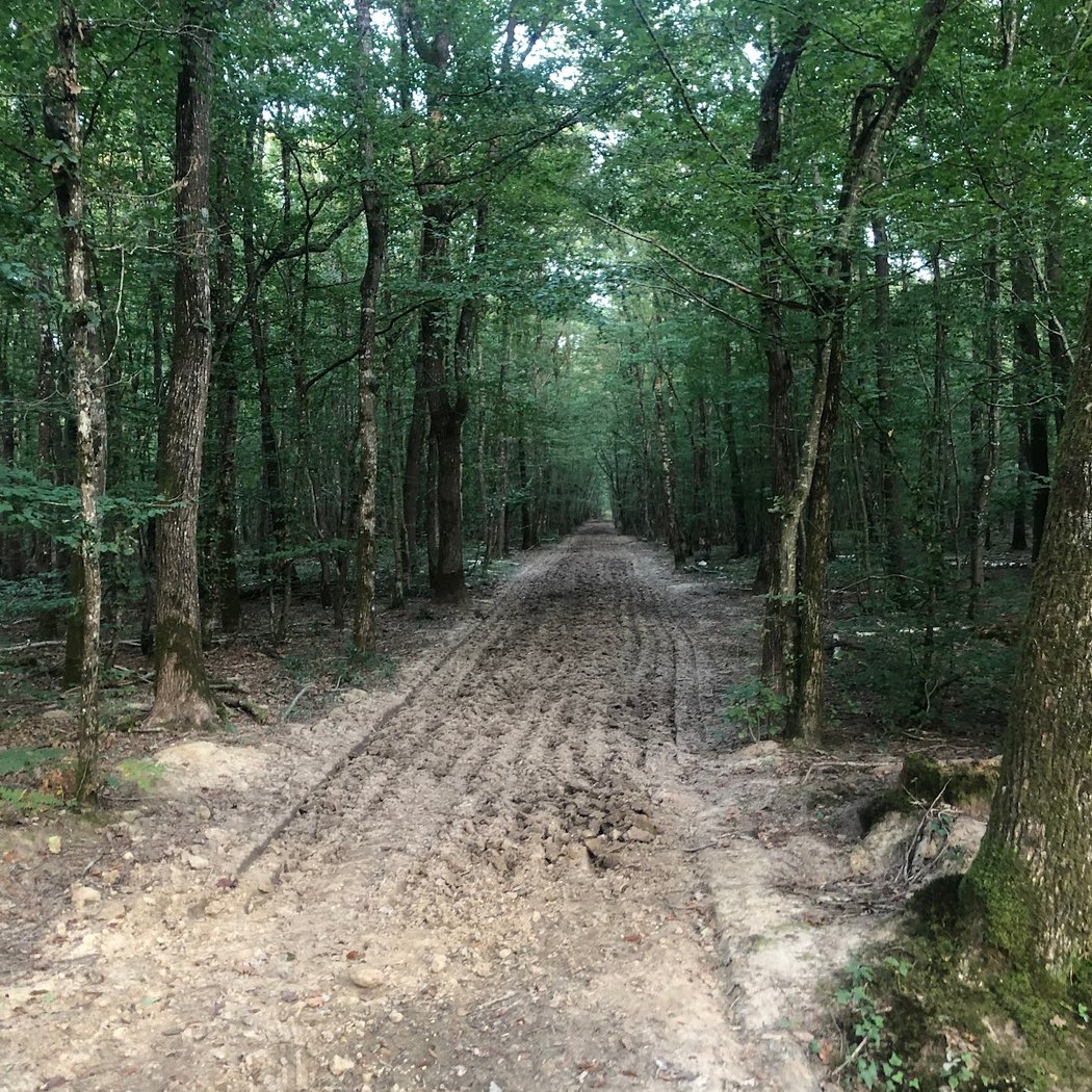 Forêt d'Orléans 3