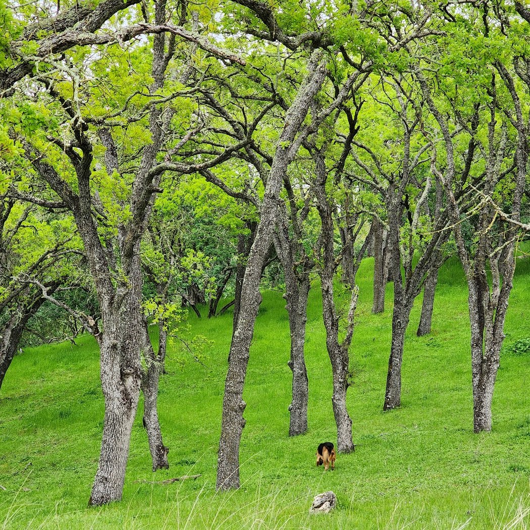 Lime Ridge Boundary Oaks Trail Head 1