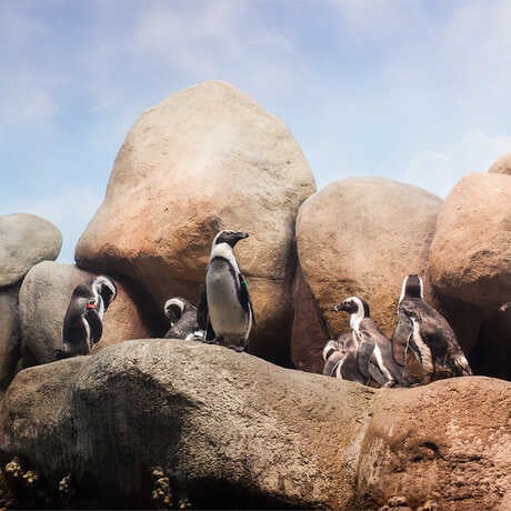 Penguin Feeding 3