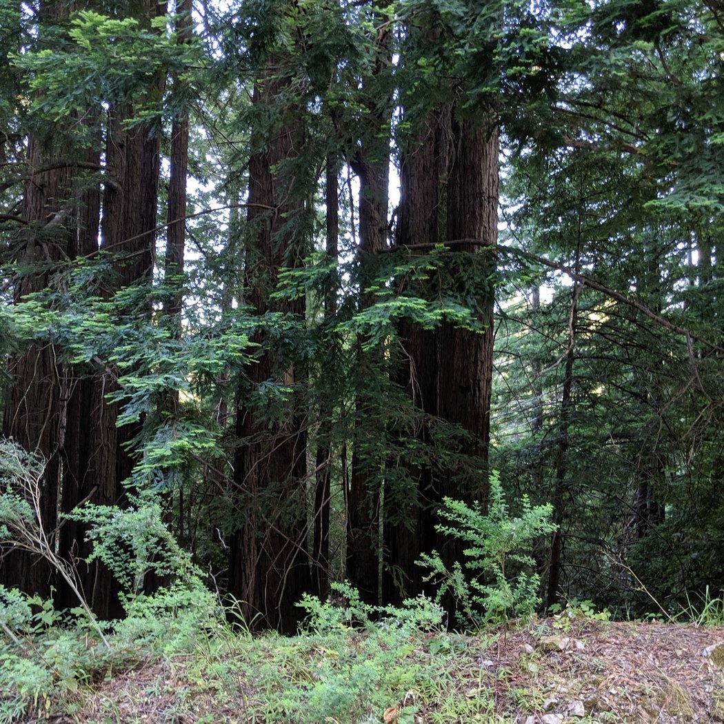 Kings Mountain 2