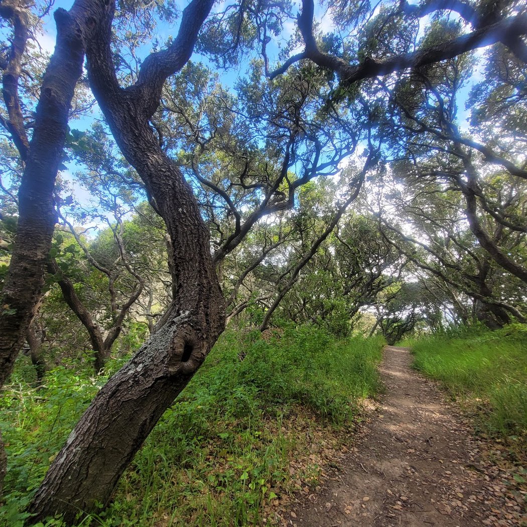 Junipero Serra Park 1
