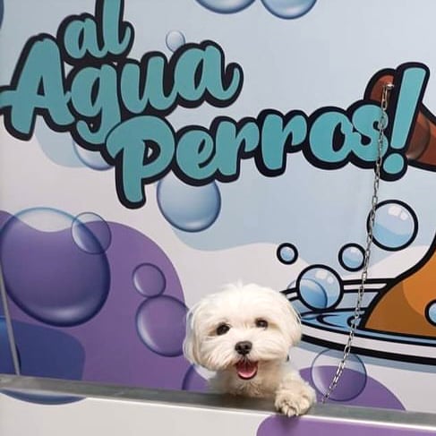 Al agua perros! 1