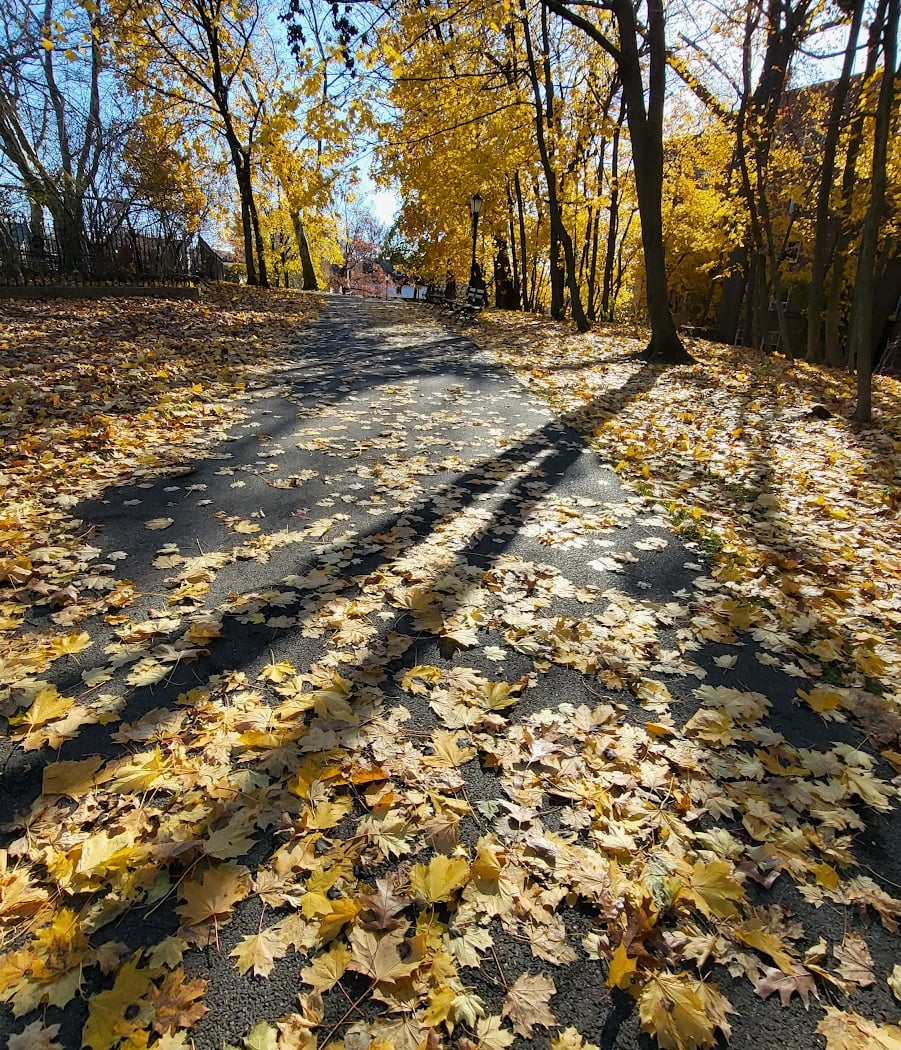 Forest Park Leaf Crunch 1