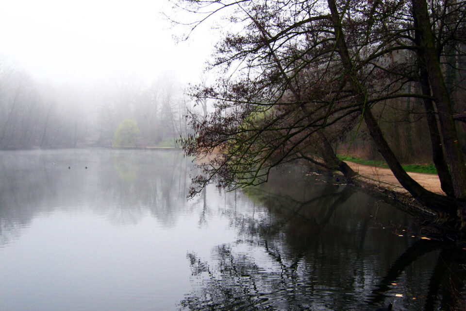 Malmaison Forest 2