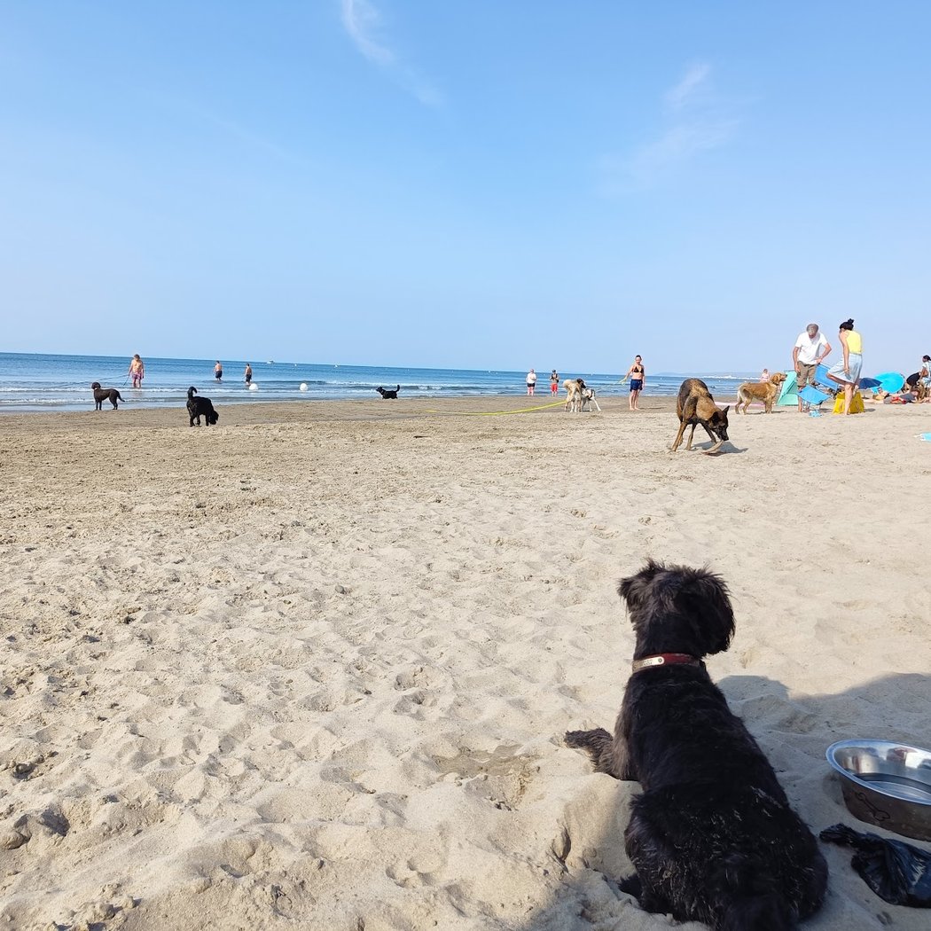 Plage dog friendly 1