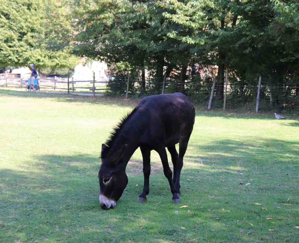 Ferme Pédagogique du Jardin d'Éole 3