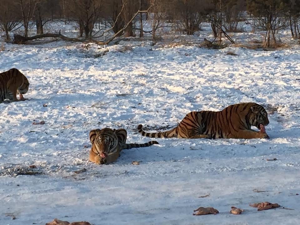 Siberia Tiger Park 3