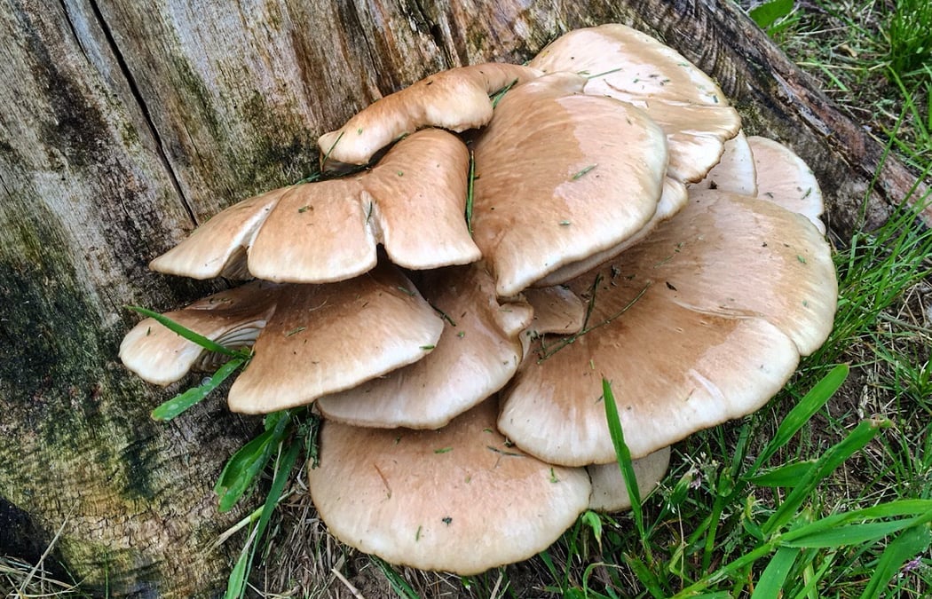 Fun with Fungi 1