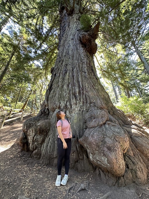 Methuselah Tree 1