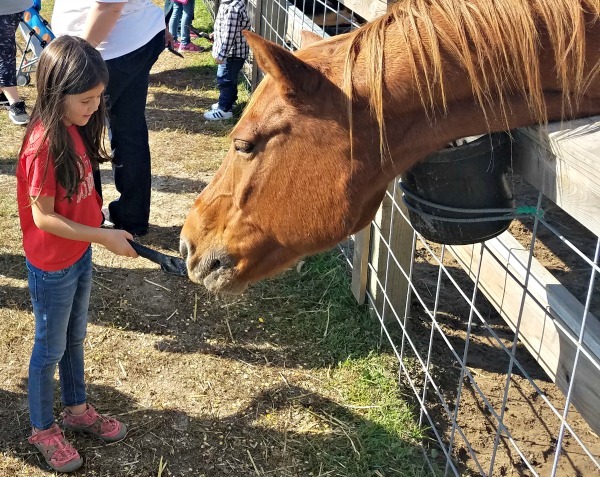 Joyer Adventure Farm Open