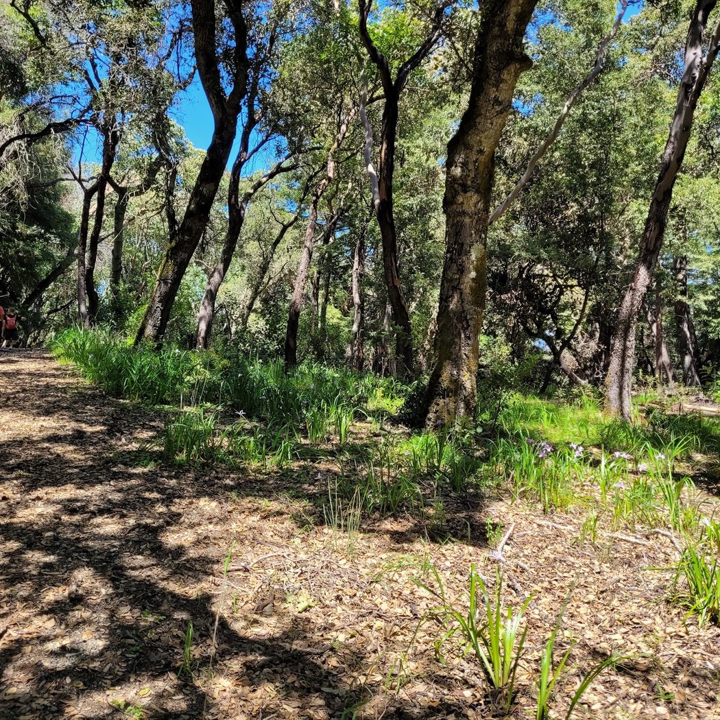 Teague Hill Open Space Preserve 2