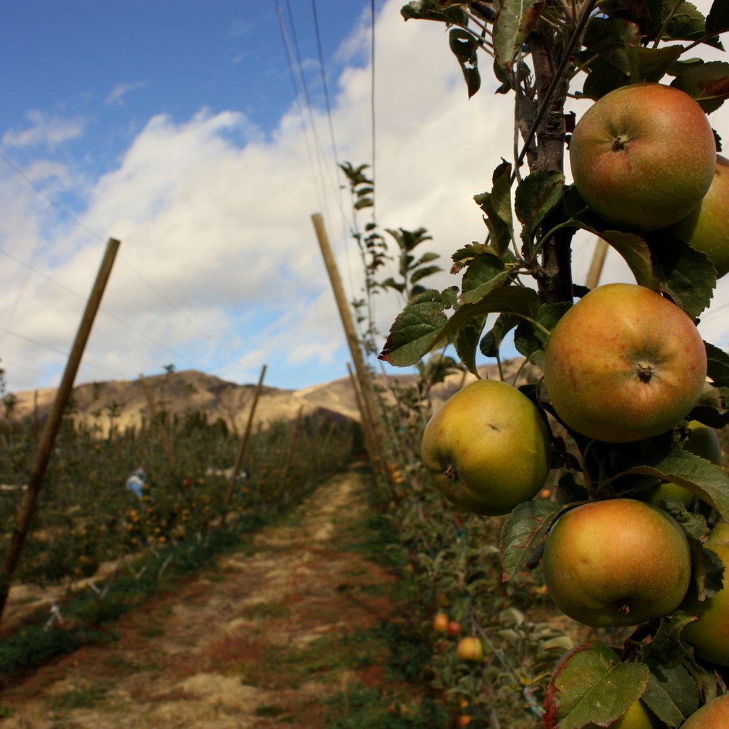 Historic Lectures: Newtown Pippin Apples 1