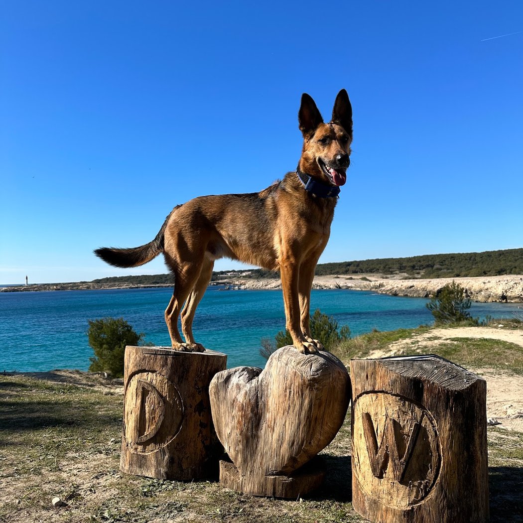Dog Walk 13 1