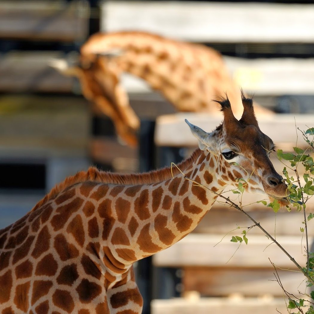 Paris Zoo Run 2