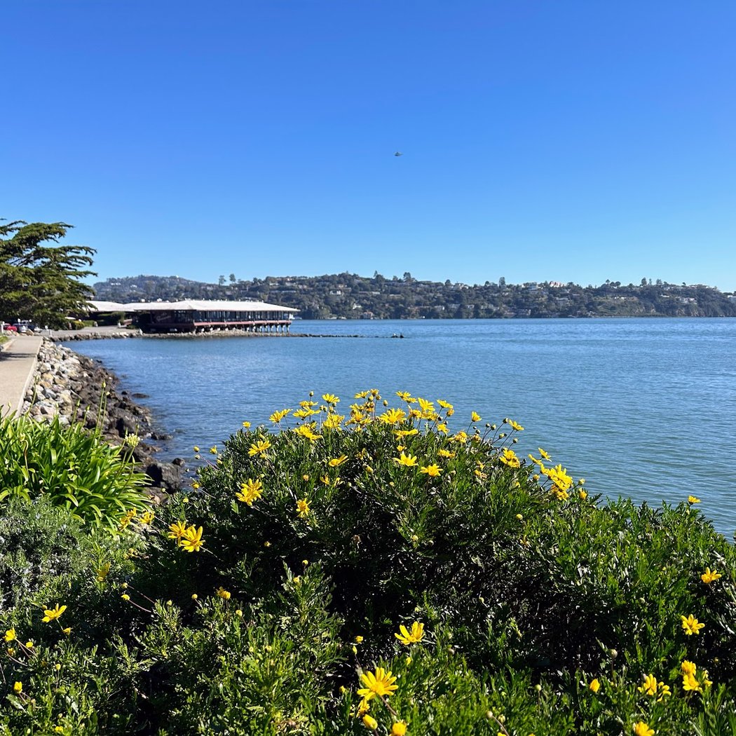 Dogs by the Bay 2026 4