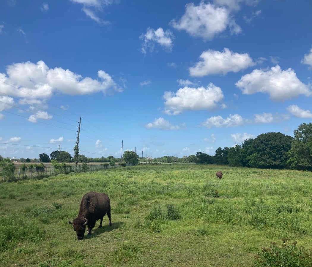 Armand Bayou Nature Center 2