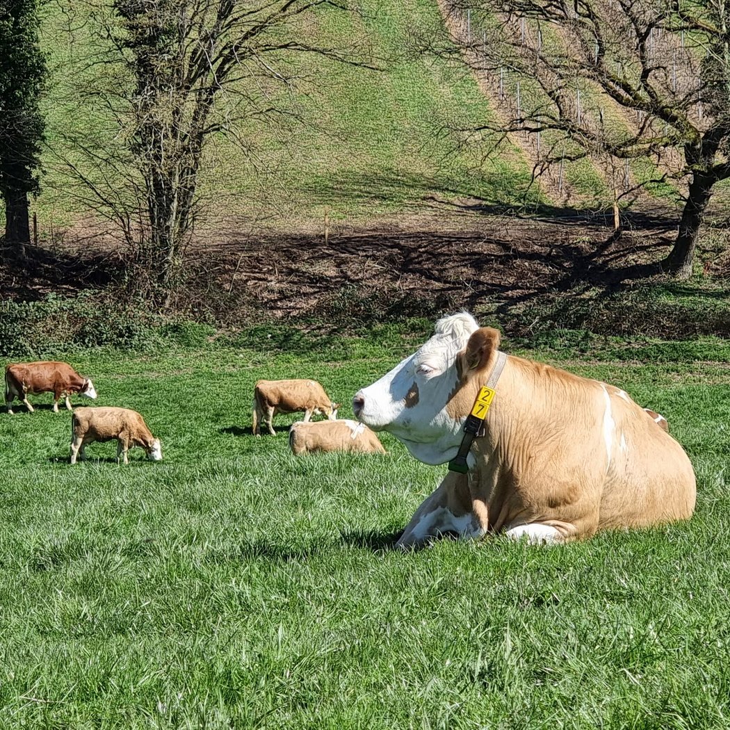 Ferme Bieri 1