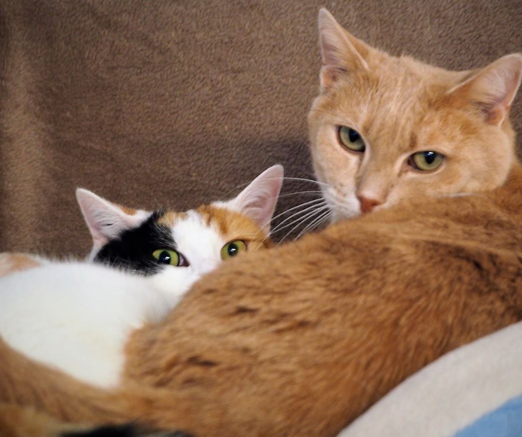 Association des Amis Bénévoles des Animaux d'Alfortville 1