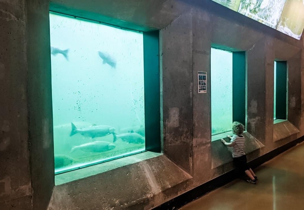 Salmon Viewing at the Ballard Locks 1