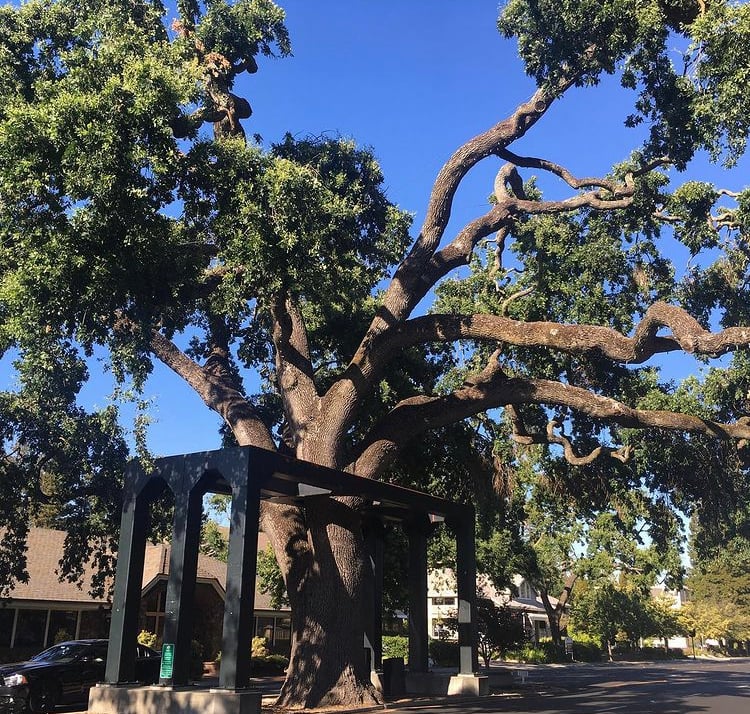 Danville Oak Tree 1