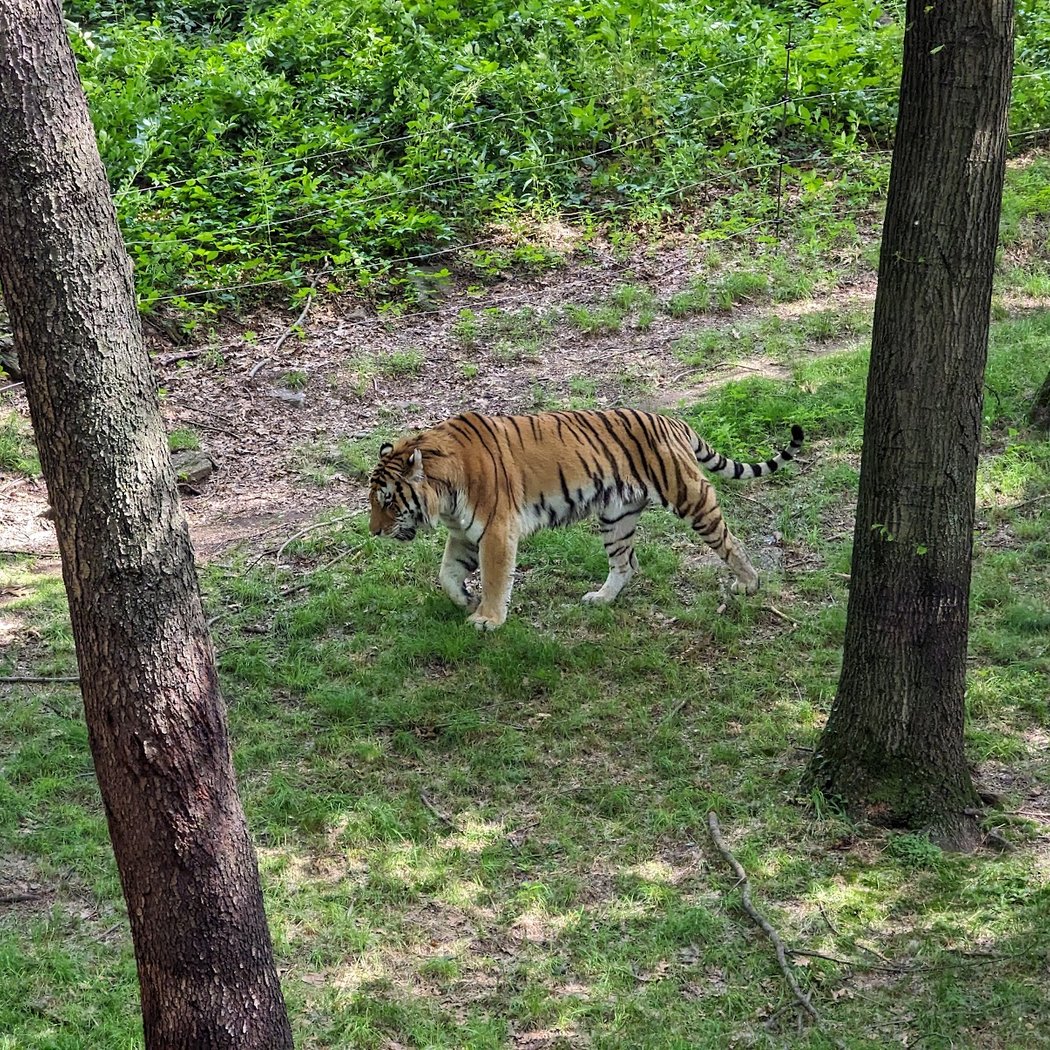 Wild Asia Monorail 1