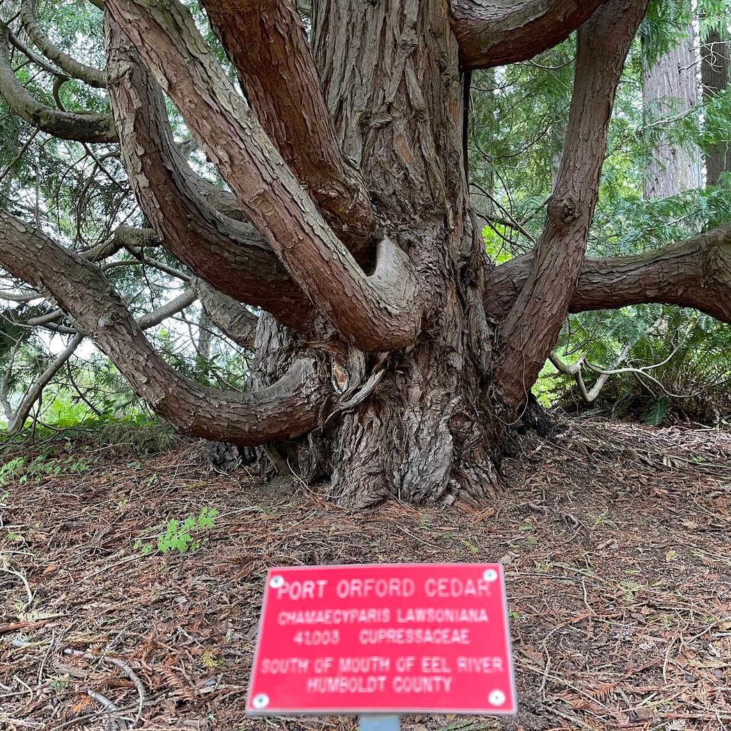 Giant Sequoia Grove 3