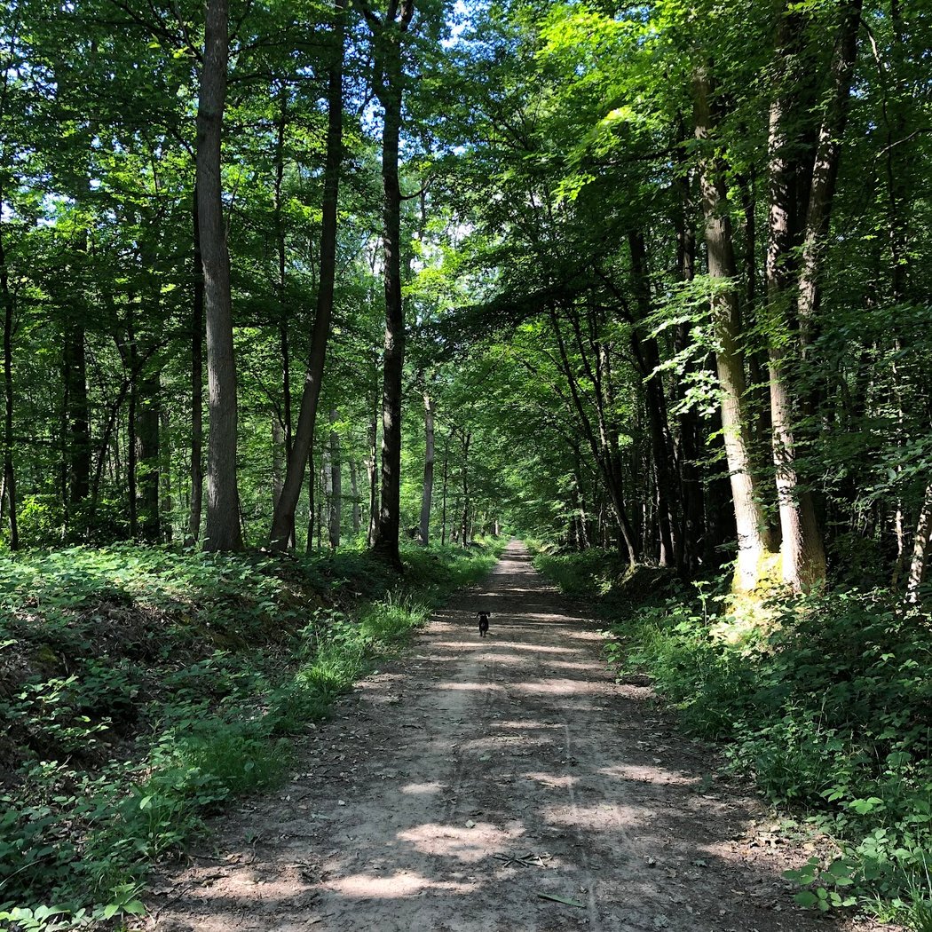 Forêt Domaniale de Fausses Reposes 4