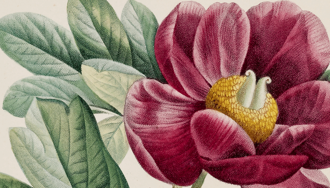 Roses & Pivoines 1