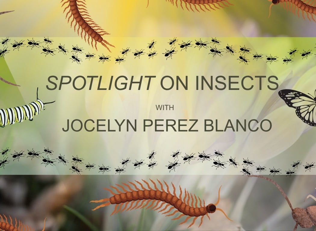 Spotlight on Insects with Jocelyn Perez Blanco 1