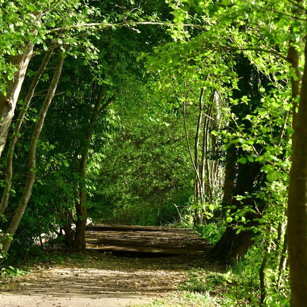 Marais d'Itteville 3